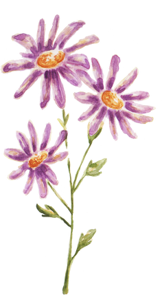 Hand-Painted Watercolor Aster Filipino Flower Illustration